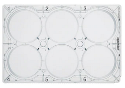 德國艾本德(Eppendorf)Cell Culture Plates,6-Well,無菌無熱原,無RNase和DNase,無人類和細(xì)菌DNA,無細(xì)胞毒素,未處理,5mL,60塊,獨立包裝